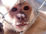 See you monkey